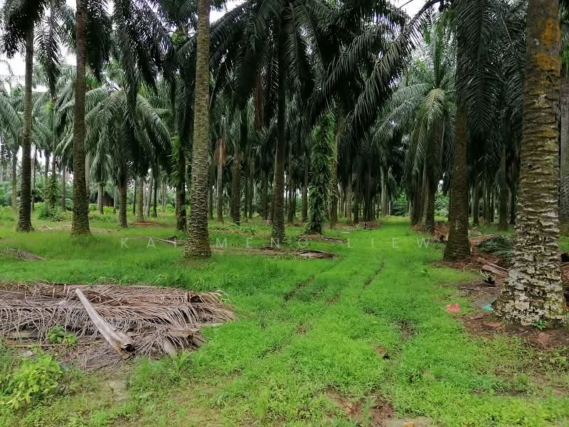 Tanah Pertanian untuk Dijual di Bukit Mertajam (Penang) - Kai Meng Liew - Garden - PropertyGuru.com.my