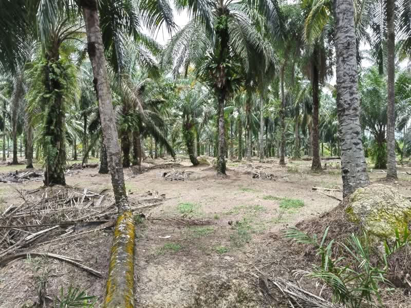 Tanah Pertanian untuk Dijual di Bukit Mertajam (Penang) - Kai Meng Liew - Exterior - PropertyGuru.com.my