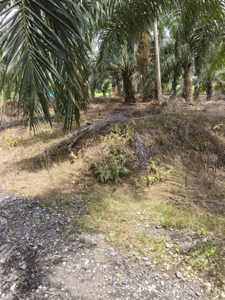 Agricultural Land for Sale in Kampung Bukit Cherakah (Shah Alam) - Liza Khalid - PropertyGuru.com.my