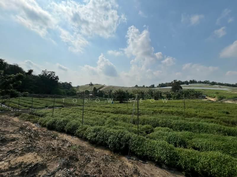 Tanah Pertanian untuk Dijual di Kampung Seelong Jaya (Senai) - Torow Yeow - PropertyGuru.com.my