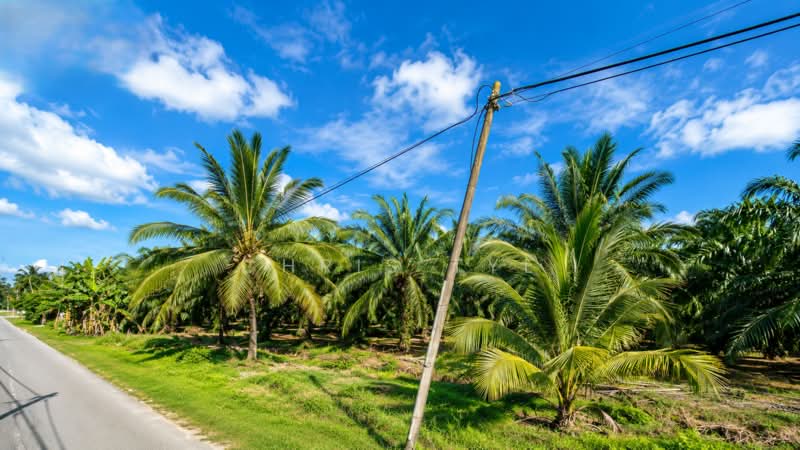 Agricultural Land for Sale in Bagan Tengkorak (Tanjong Karang) - Chris Tye - Exterior - PropertyGuru.com.my