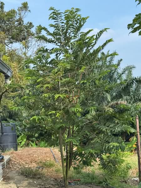 Agricultural Land for Sale in Kluang (Johor) - Victor Lim - Exterior - PropertyGuru.com.my