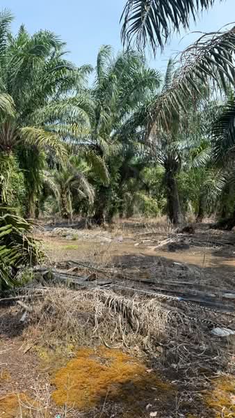 Tanah Pertanian untuk Dijual di Kampung Rimba Terjun (Pontian) - June Tan - PropertyGuru.com.my