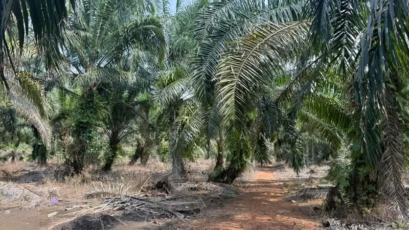 Tanah Pertanian untuk Dijual di Kampung Rimba Terjun (Pontian) - June Tan - PropertyGuru.com.my
