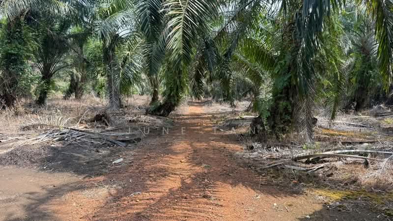Tanah Pertanian untuk Dijual di Kampung Rimba Terjun (Pontian) - June Tan - PropertyGuru.com.my