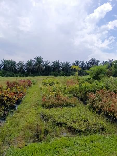 Tanah Pertanian untuk Disewa di Ulu Tiram (Johor) - Serene Teh - Garden - PropertyGuru.com.my
