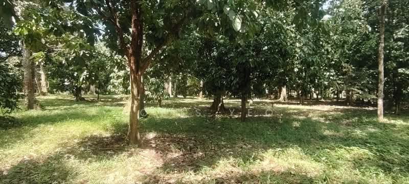 Tanah Pertanian untuk Dijual di Taman Mawai (Kota Tinggi) - Louis Yeo - Garden - PropertyGuru.com.my
