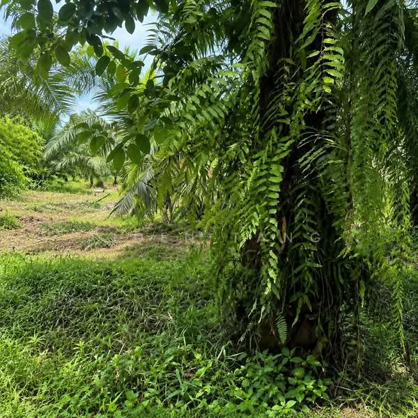 Tanah Pertanian untuk Dijual di Pontian (Johor) - Aiden Tang - Garden - PropertyGuru.com.my