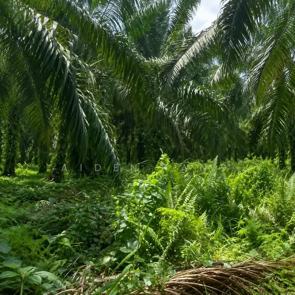 Tanah Pertanian untuk Dijual di Pontian (Johor) - Aiden Tang - Garden - PropertyGuru.com.my