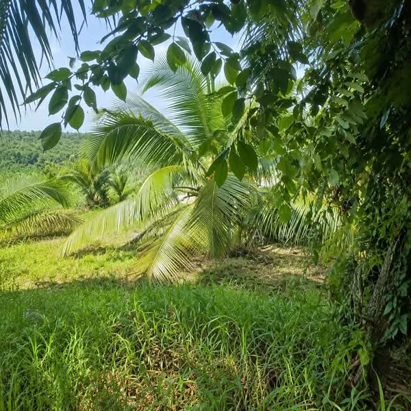 Tanah Pertanian untuk Dijual di Pontian (Johor) - Aiden Tang - Garden - PropertyGuru.com.my