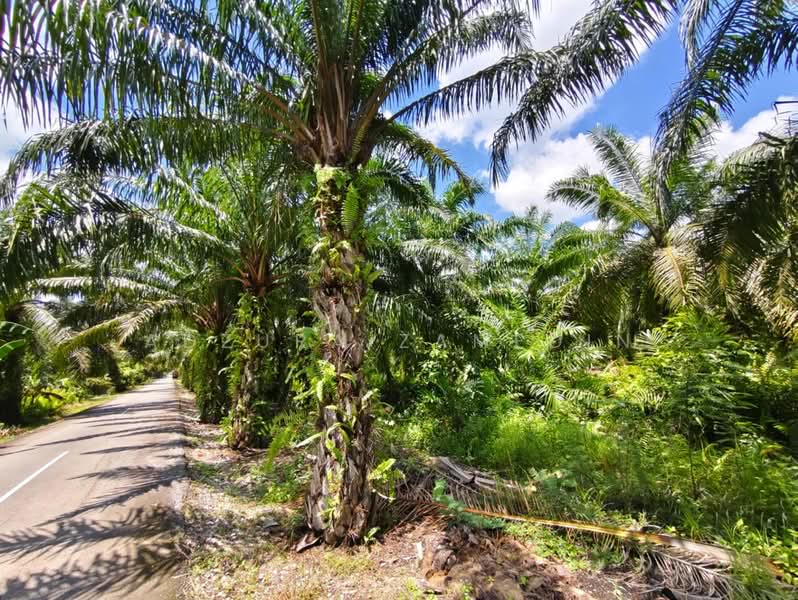 Tanah Pertanian untuk Dijual di Sabak Bernam (Selangor) - Adzura Zamedin - Exterior - PropertyGuru.com.my