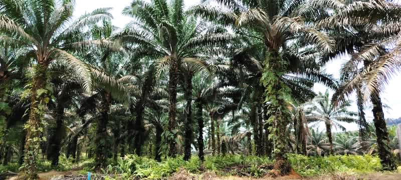 Agricultural Land for Sale in Taman Sri Gading (Batu Pahat) - Jason Chua - Exterior - PropertyGuru.com.my