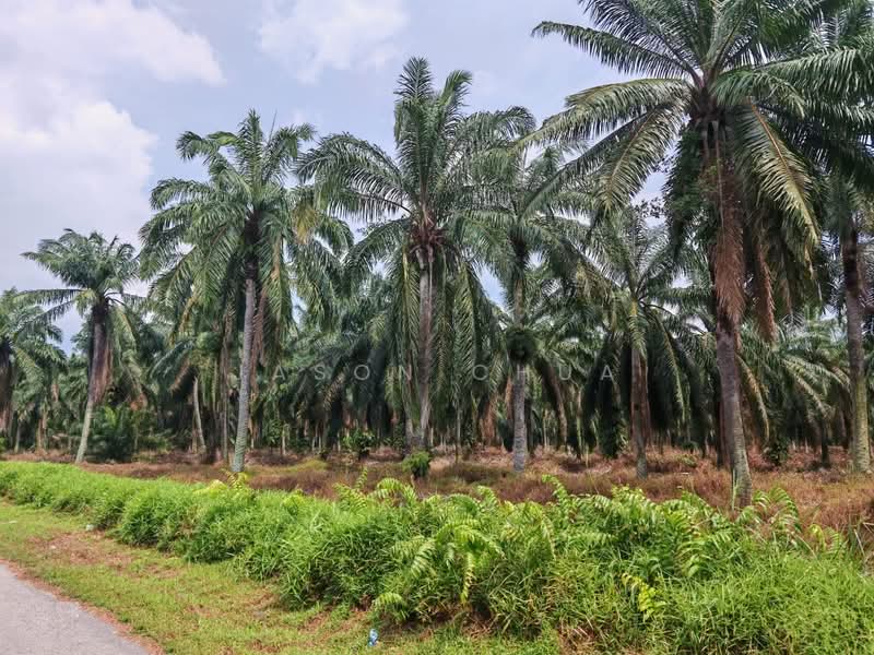 Agricultural Land for Sale in Taman Sri Gading (Batu Pahat) - Jason Chua - Exterior - PropertyGuru.com.my