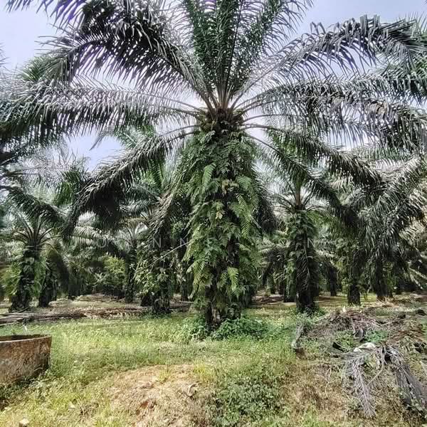 Industrial Land for Sale in Ulu Tiram (Johor) - Joanne Yong - Exterior - PropertyGuru.com.my