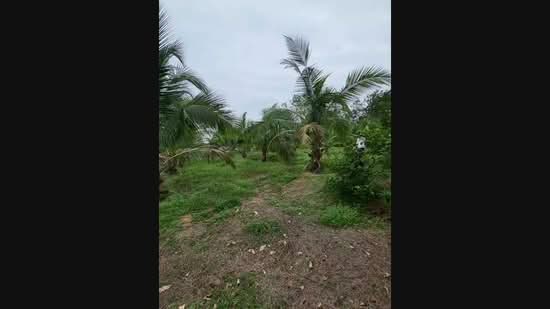 Agricultural Land for Sale in Kampung Sungai Petai (Sungei Petai) - Nadzmi Azilan - PropertyGuru.com.my