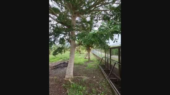 Agricultural Land for Sale in Kampung Sungai Petai (Sungei Petai) - Nadzmi Azilan - PropertyGuru.com.my