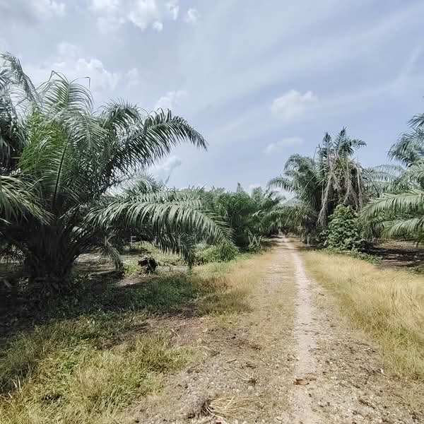 Tanah Pertanian untuk Dijual di Pekan Nanas (Johor) - Kelly Wai - Exterior - PropertyGuru.com.my