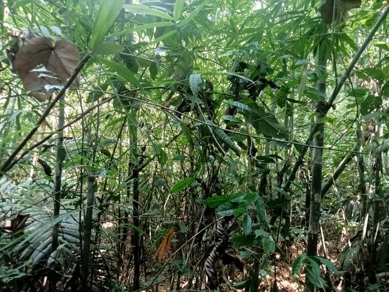 Agricultural Land for Sale in Rasa (Selangor) - Liza Khalid - PropertyGuru.com.my