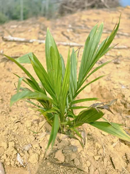Agricultural Land for Sale in Taman Jerlun (Kuala Kangsar) - Gary Tang - PropertyGuru.com.my