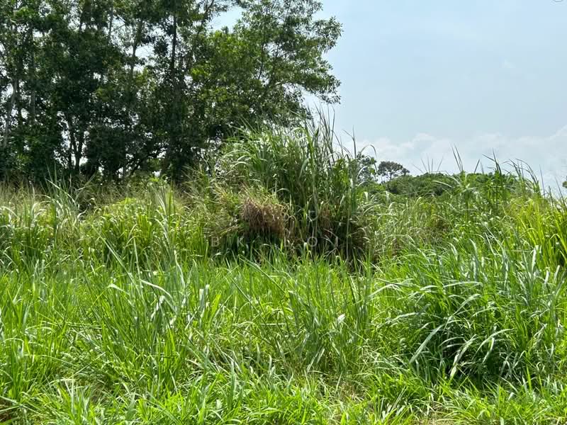 Tanah Pertanian untuk Disewa di Kulim (Kedah) - BK Loi - Exterior - PropertyGuru.com.my