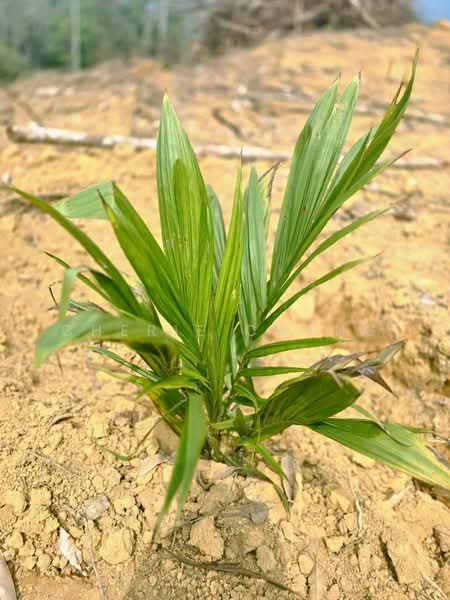 Agricultural Land for Sale in Kampung Jerlun (Kuala Kangsar) - Cherie Chong - PropertyGuru.com.my