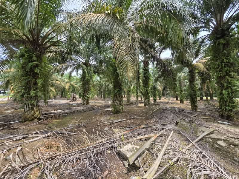 Tanah Perindustrian untuk Dijual di Kluang (Johor) - Janice Pang - Exterior - PropertyGuru.com.my