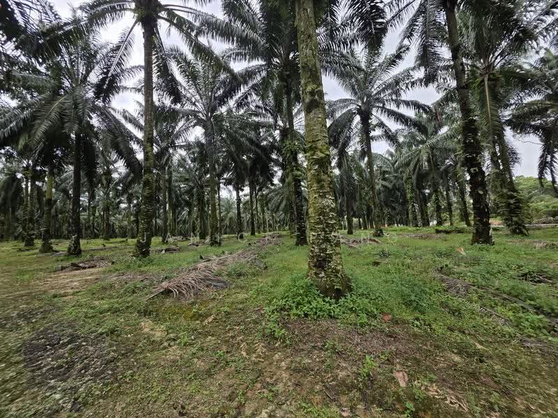 Tanah Perindustrian untuk Dijual di Kluang (Johor) - Janice Pang - Exterior - PropertyGuru.com.my