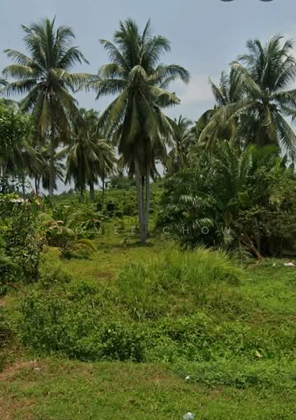 Agricultural Land for Sale in Jeram (Selangor) - Jovee Chow - Garden - PropertyGuru.com.my