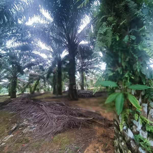 Tanah Pertanian untuk Dijual di Kulai (Johor) - Janice Pang - Garden - PropertyGuru.com.my