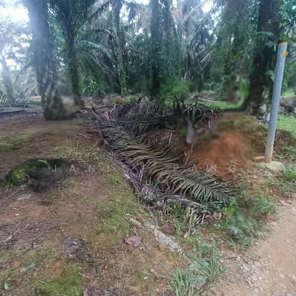 Tanah Pertanian untuk Dijual di Kulai (Johor) - Janice Pang - Exterior - PropertyGuru.com.my