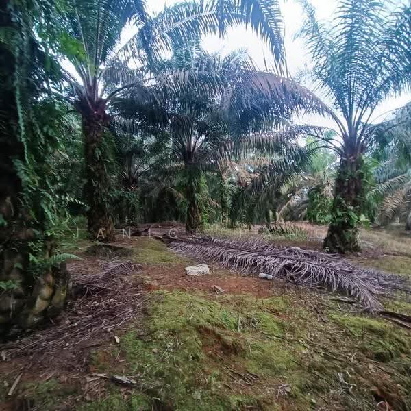 Tanah Pertanian untuk Dijual di Kulai (Johor) - Janice Pang - Exterior - PropertyGuru.com.my