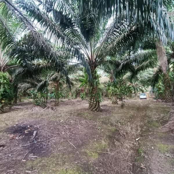 Tanah Pertanian untuk Dijual di Kulai (Johor) - Janice Pang - Garden - PropertyGuru.com.my