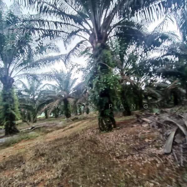 Tanah Pertanian untuk Dijual di Kulai (Johor) - Janice Pang - Exterior - PropertyGuru.com.my