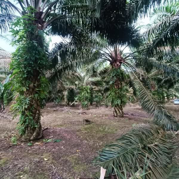 Tanah Pertanian untuk Dijual di Kulai (Johor) - Janice Pang - Exterior - PropertyGuru.com.my