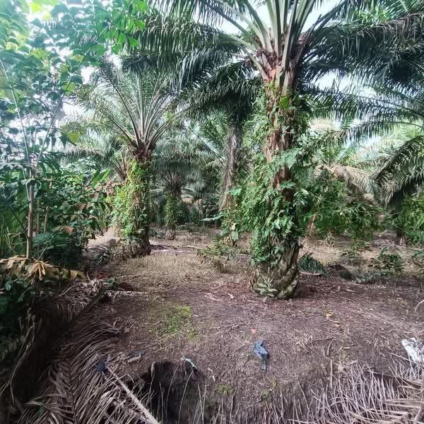Tanah Pertanian untuk Dijual di Kulai (Johor) - Janice Pang - Exterior - PropertyGuru.com.my
