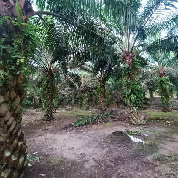 Tanah Pertanian untuk Dijual di Kulai (Johor) - Janice Pang - Exterior - PropertyGuru.com.my