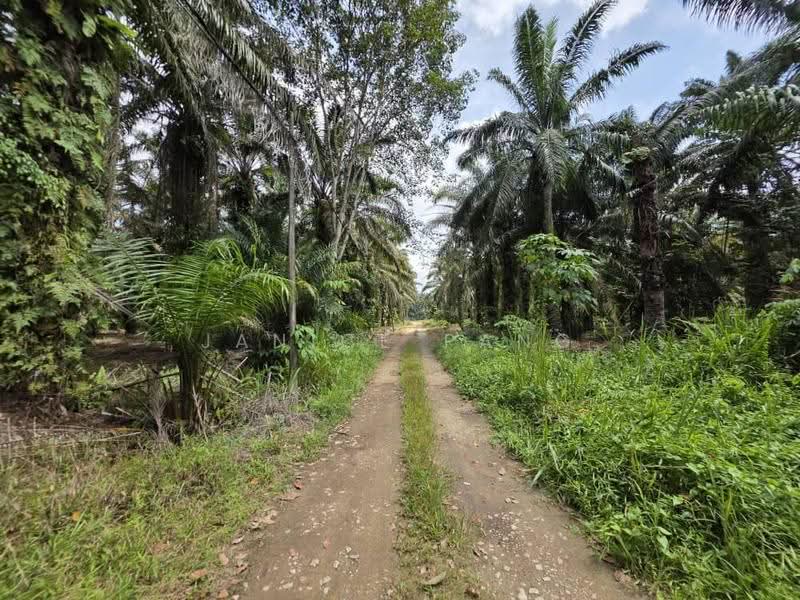 Agricultural Land for Sale in Pekan Nanas (Johor) - Janice Pang - Exterior - PropertyGuru.com.my