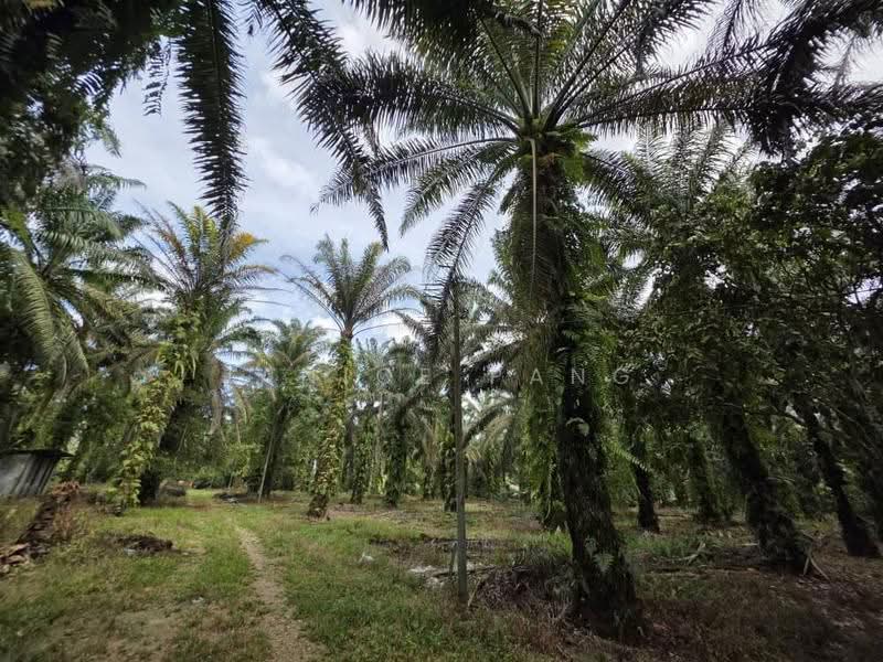 Agricultural Land for Sale in Pekan Nanas (Johor) - Janice Pang - Exterior - PropertyGuru.com.my