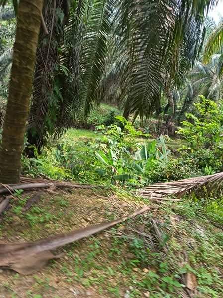 Agricultural Land for Sale in Kerling (Selangor) - Camie Hoo - Garden - PropertyGuru.com.my