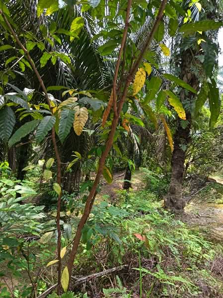 Agricultural Land for Sale in Kerling (Selangor) - Camie Hoo - Exterior - PropertyGuru.com.my