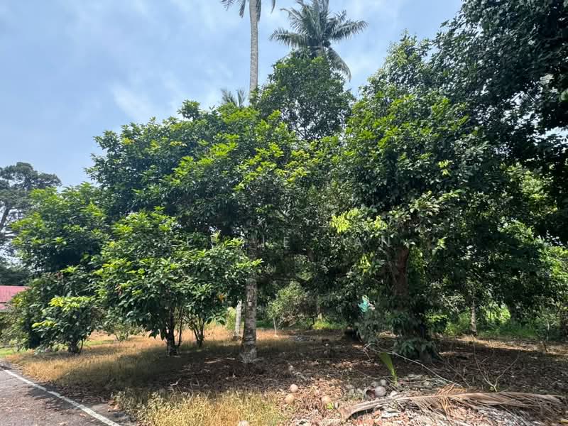 Agricultural Land for Sale in Tanjung Kupang (Iskandar Puteri (Nusajaya)) - Jessie Tan - Garden - PropertyGuru.com.my