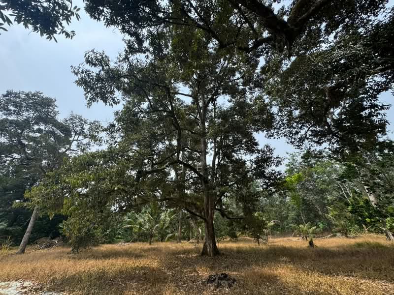 Agricultural Land for Sale in Tanjung Kupang (Iskandar Puteri (Nusajaya)) - Jessie Tan - Exterior - PropertyGuru.com.my
