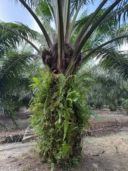 Agricultural Land for Sale in Ayer Tawar (Sitiawan) - Catherine Gan - Exterior - PropertyGuru.com.my