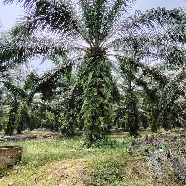 Tanah Perindustrian untuk Dijual di Sungai Tiram (Ulu Tiram) - Kelly Wai - Exterior - PropertyGuru.com.my