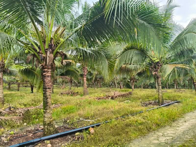 Agricultural Land for Sale in Simpang Renggam (Johor) - Kelly Wai - Garden - PropertyGuru.com.my