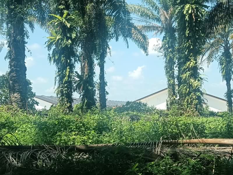 Agricultural Land for Sale in Bidor Raya (Bidor) - Niclos Leong - PropertyGuru.com.my