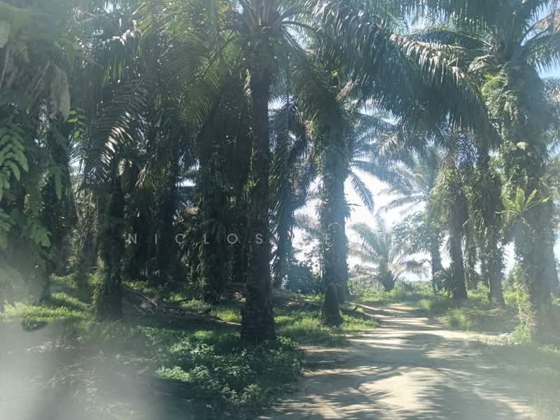 Agricultural Land for Sale in Bidor Raya (Bidor) - Niclos Leong - PropertyGuru.com.my