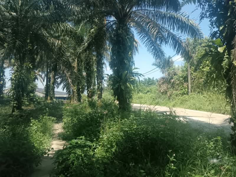 Agricultural Land for Sale in Bidor Raya (Bidor) - Niclos Leong - PropertyGuru.com.my