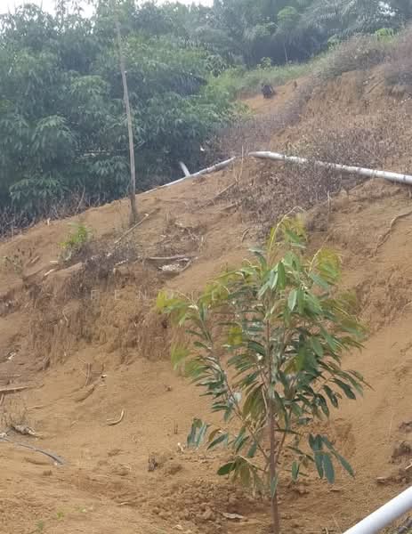Agricultural Land for Sale in Ipoh (Perak) - Fennie Tee - Orchard farm - PropertyGuru.com.my