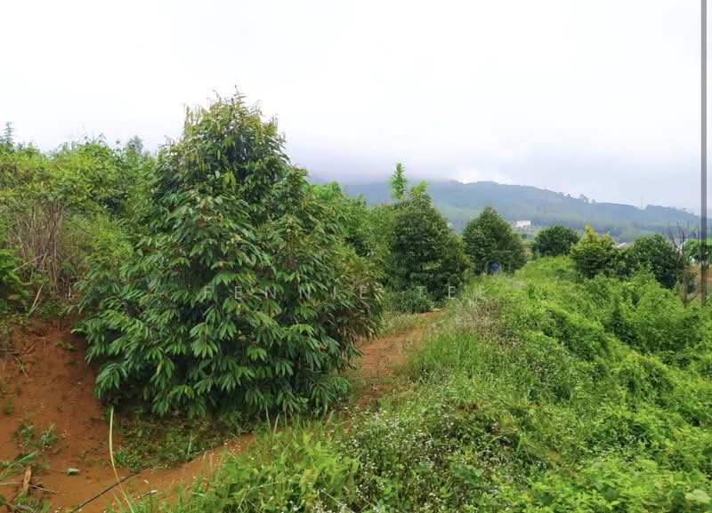 Agricultural Land for Sale in Ipoh (Perak) - Fennie Tee - Orchard farm - PropertyGuru.com.my